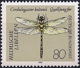 Golden-ringed Dragonfly (Cordulegaster boltonii)