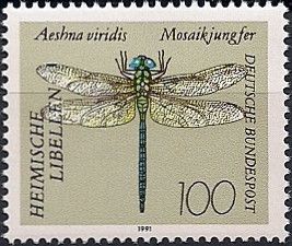 Green Hawker (Aeshna viridis)