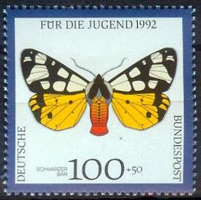 Cream-spot Tiger (Arctia villica)