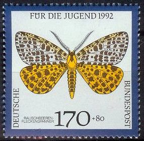 Blackish Beauty (Arichanna melanaria)