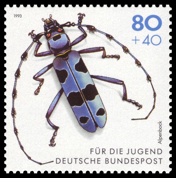 Rosalia Longicorn (Rosalia alpina)