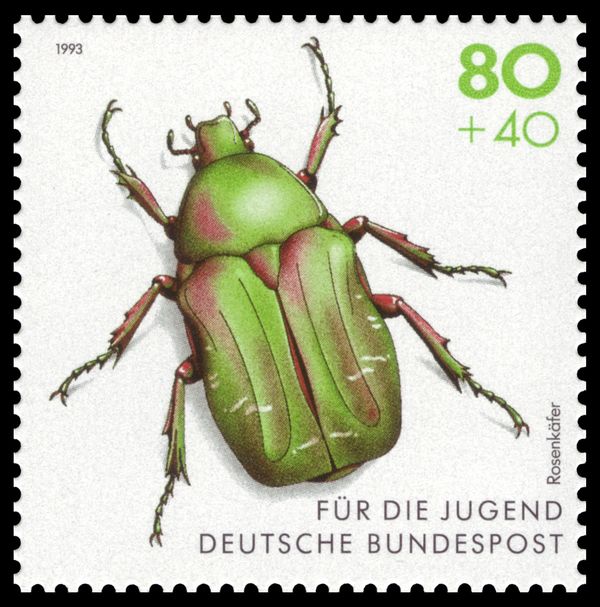 Green Rose Chafer (Cetonia aurata)