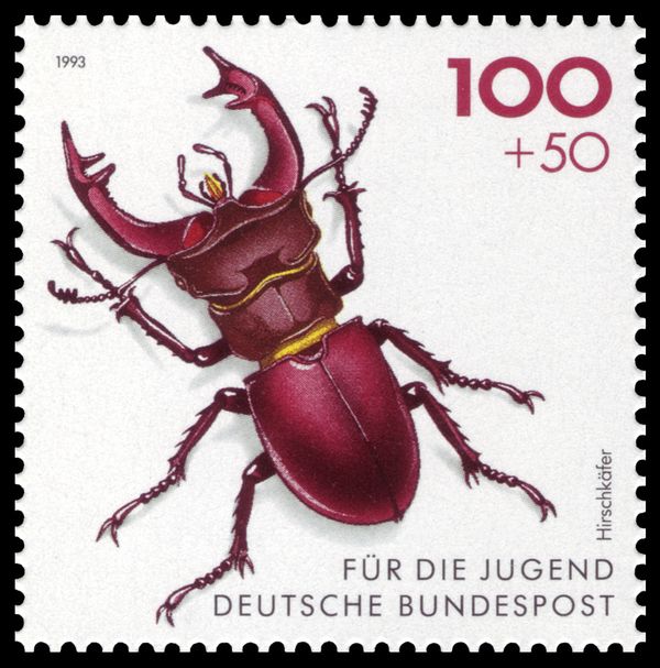 Stag Beetle (Lucanus cervus)