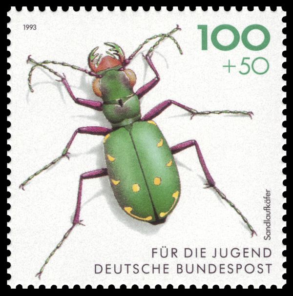 Green Tiger Beetle (Cicindela campestris)