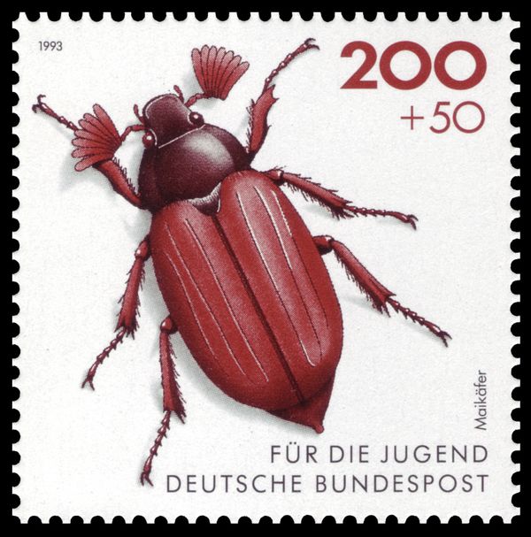 Common Cockchafer (Melolontha melolontha) 