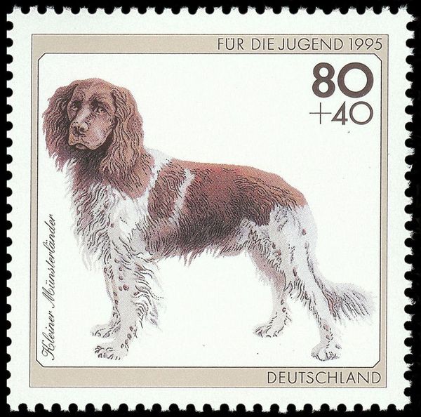 Lesser Munsterlander (Canis lupus familiaris)