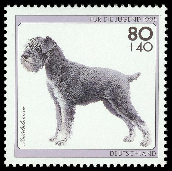 Standard Schnauzer (Canis lupus familiaris)
