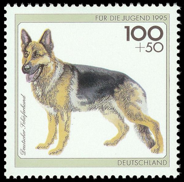 German Shepherd (Canis lupus familiaris)