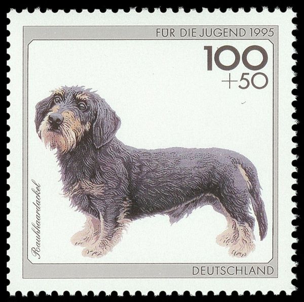 Wire-haired Dachshund (Canis lupus familiaris)