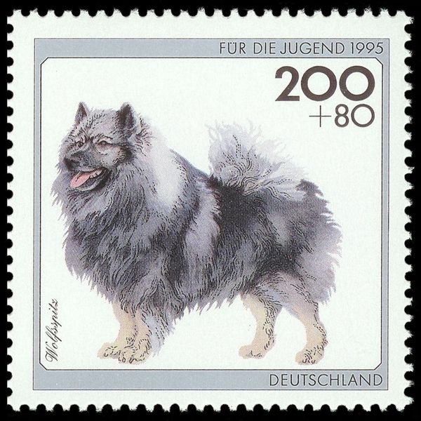 Keeshond (Canis lupus familiaris)
