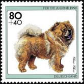 Chow-Chow