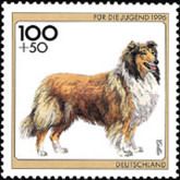 Rough Collie