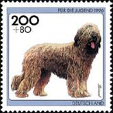 Briard