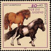 Shetland Ponies (Equus ferus caballus)