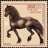 Friesian (Equus ferus caballus)