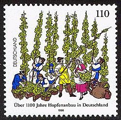Hop growing