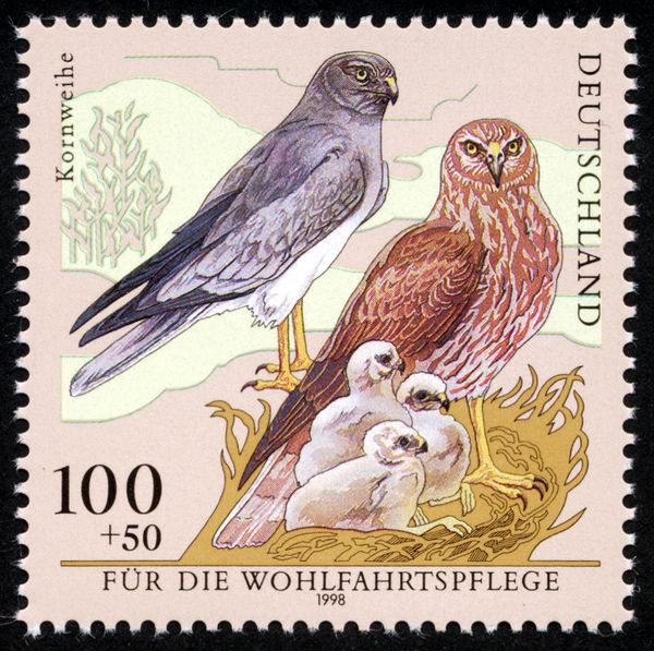 Hen Harrier (Circus cyaneus)
