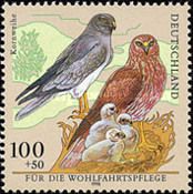 Hen Harrier (Circus cyaneus)