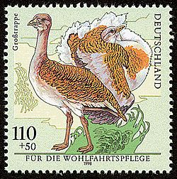Great Bustard (Otis tarda)