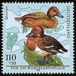 Ferruginous Duck (Aythya nyroca)