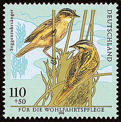 Aquatic Warbler (Acrocephalus paludicola)