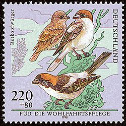 Woodchat Shrike (Lanius senator)