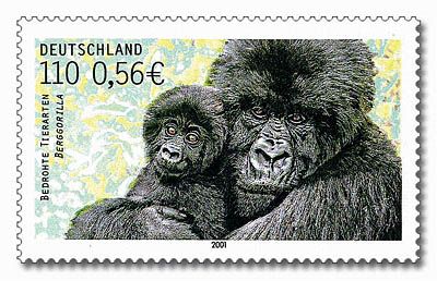 Mountain Gorilla (Gorilla beringei beringei)