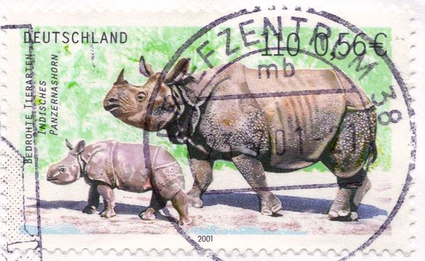 Indian Rhinocerus (Rhinoceros unicornis) 