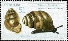Desmoulin's Whorl Snail (Vertigo moulinsiana)