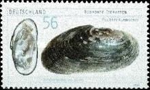 Freshwater Pearl Mussel (Margaritifera margaritifera)