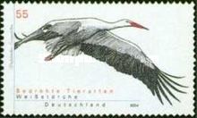 White Stork (Ciconia ciconia)