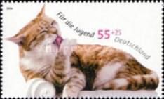 Domestic Cat: Preening