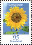 Sunflower (Helianthus annuus)