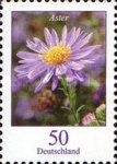 Autumn Aster (Aster novae)