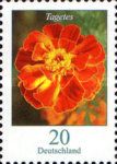 African Marigold (Tagetes erecta)