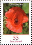Poppy (Papaver rhoeas)