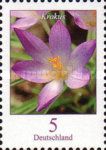 Woodland Crocus (Crocus tommasinianus)