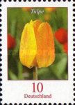 Tulip (Tulipa sp.)