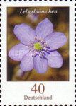 Leberblümchen - Liverwort (Hepatica sp.)