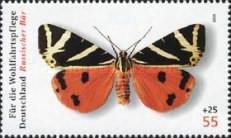 Jersey Tiger (Panaxia quadripunctaria)