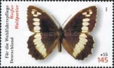 Great Banded Grayling (Brintesia circe)
