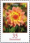 Dahlia (Dahlia variabilis)