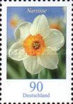 Narcissus (Narcissus poeticus)
