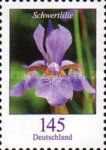 Sword Lily (Iris xiphium)