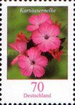 Pink (Dianthus carthusianorum)