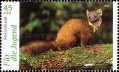 Pine Marten (Martes martes)