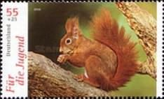 Eurasian Red Squirrel (Sciurus vulgaris)