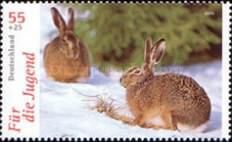 European Hare (Lepus europaeus)
