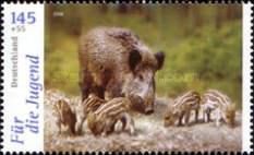 Wild Boar (Sus scrofa)