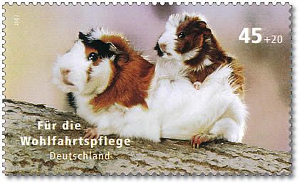 Domestic Guinea Pig (Cavia porcellus)